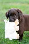 Labrador retriever FCI