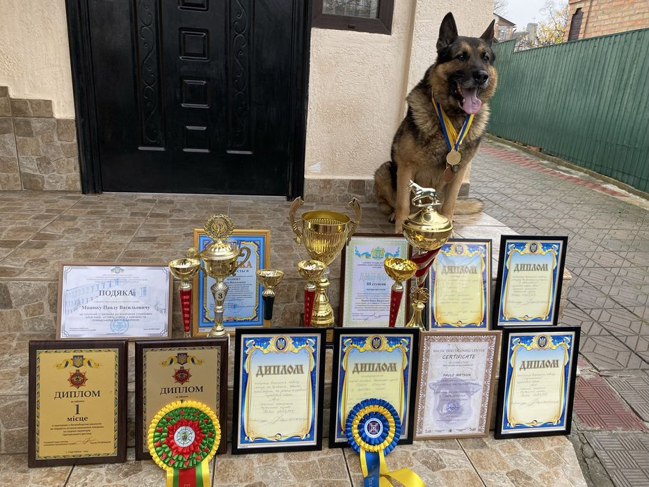 Цуценята німецької вівчарки