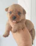Podengo pequeno português cachorro