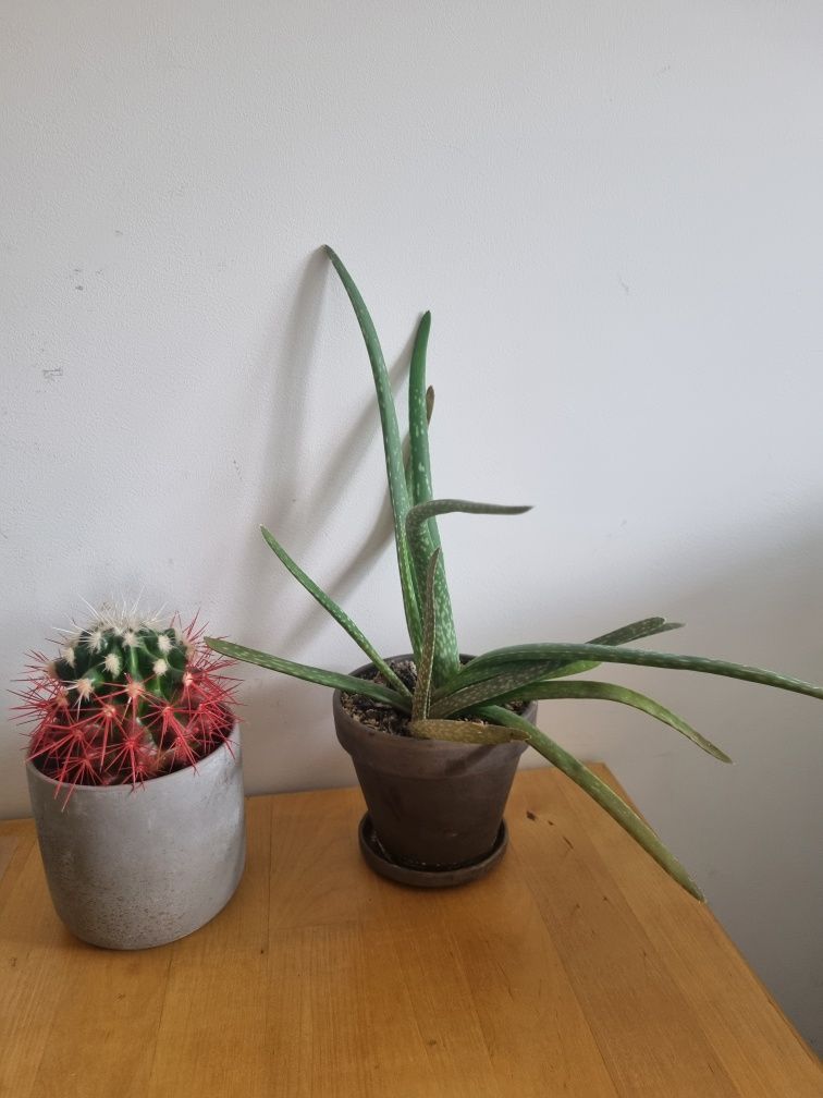 Kaktus i aloe vera