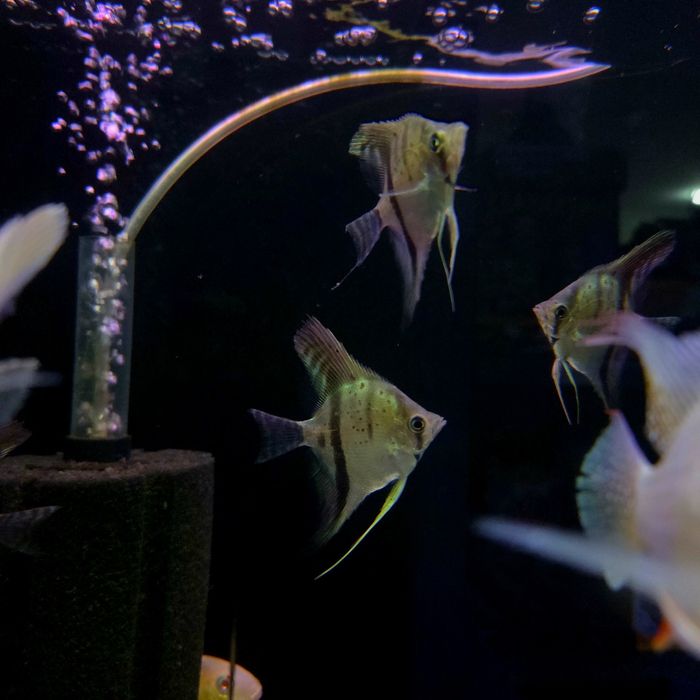 Skalar gujana red dragon/ guyana red dragon