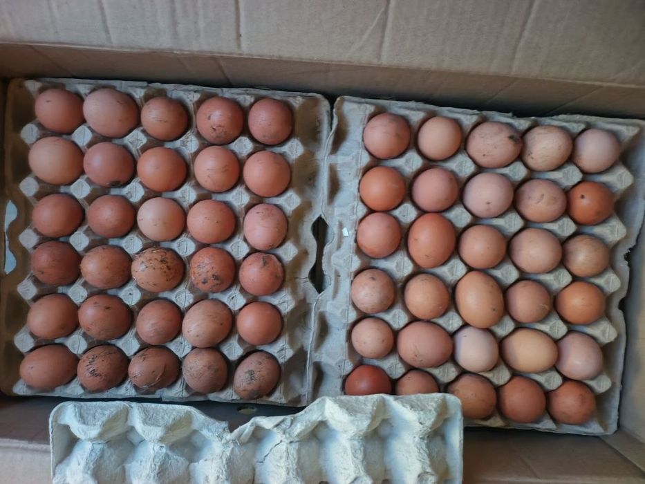 Продам яйцо оптом