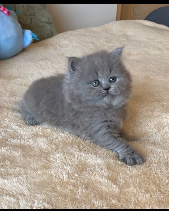 Прямовуха дівчинка хайленд