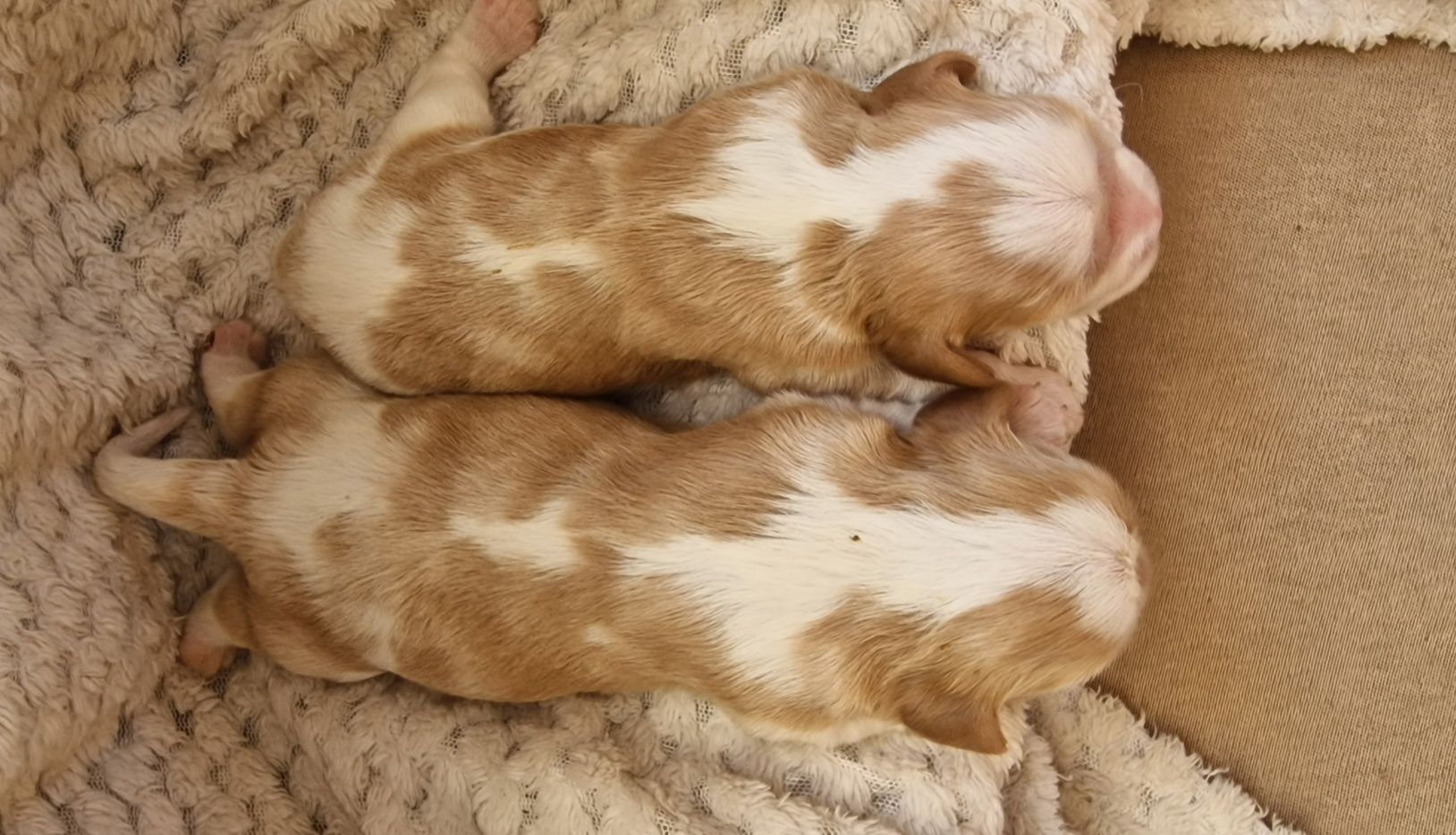 Cavalier King Charles Spaniel FCI