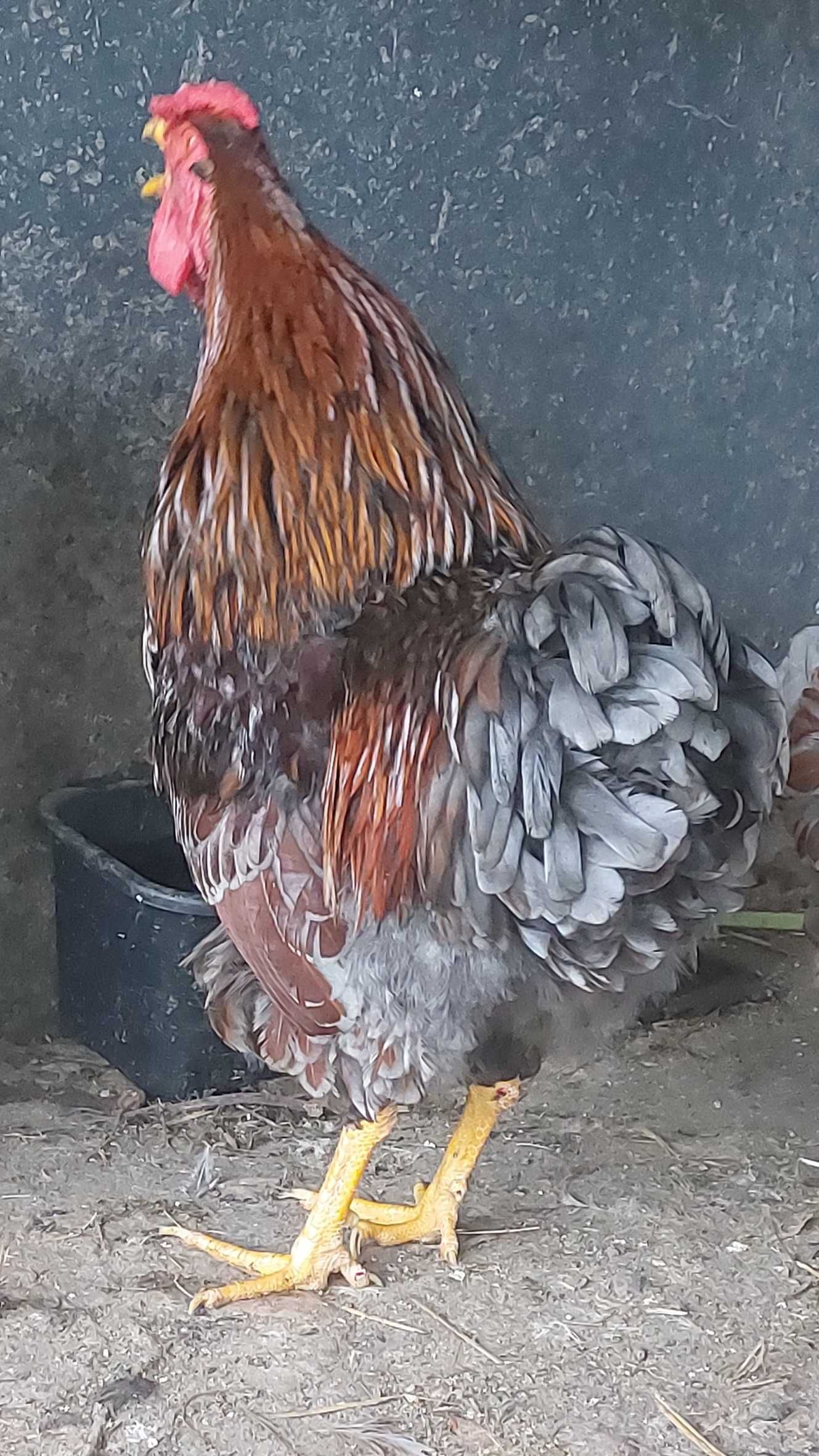 Wyandotte ovos galados/ férteis