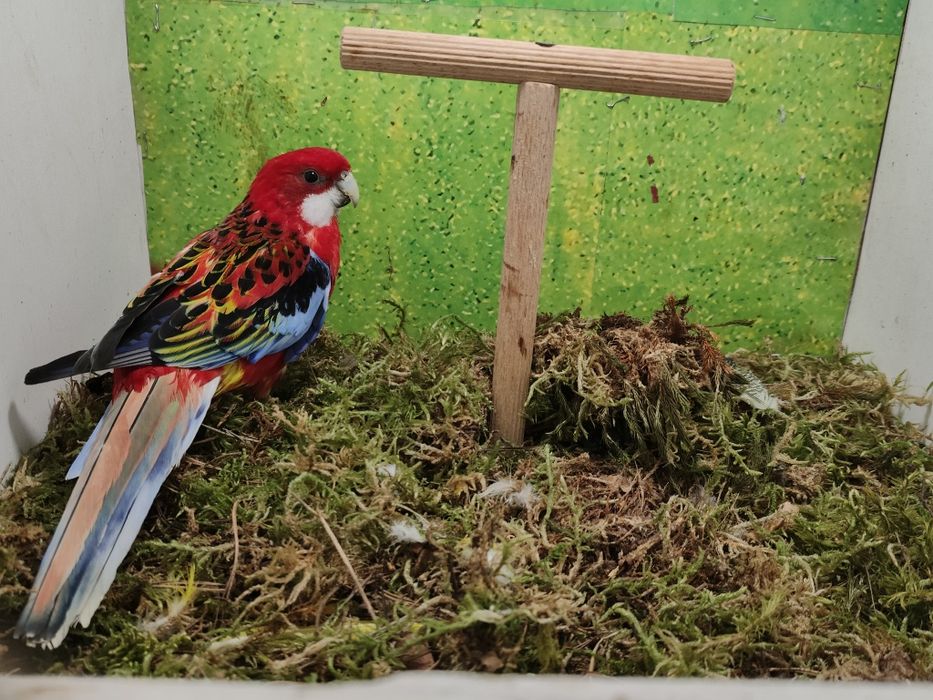 Samczyki i samiczka zmienia wolierę