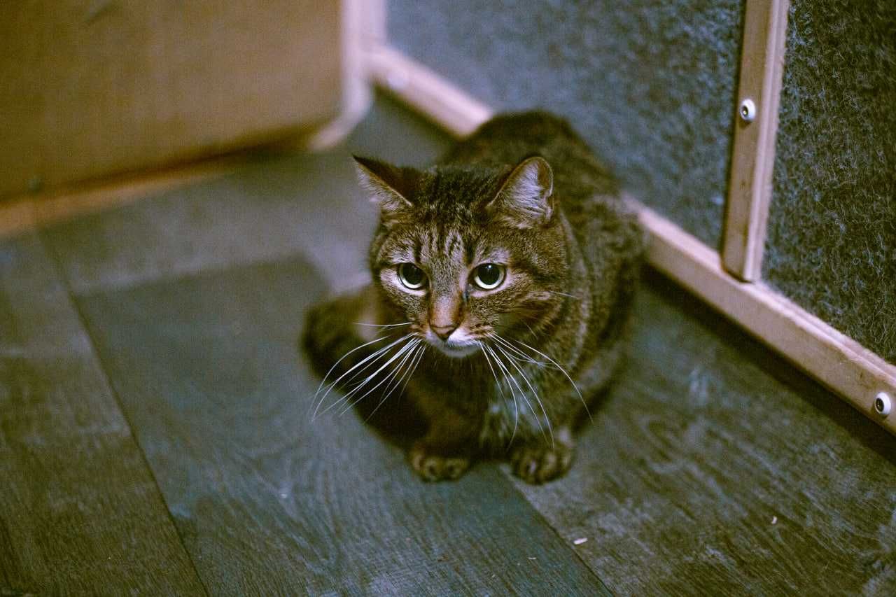 Киця Софушка – мале тигреня | смугаста кішка 1 рік