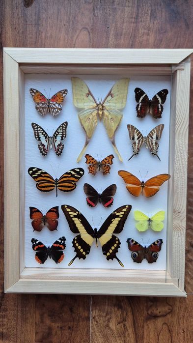 Gablotka motyle dzienne nocne na ścianę Actias sinensis Papilio i inne