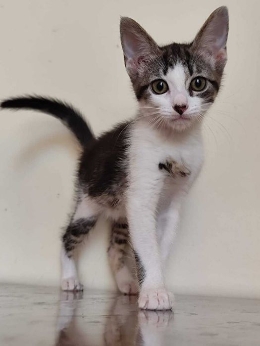 BORANI (Fêmea, 3 Meses) Para Adoção