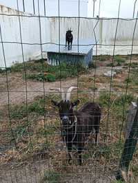 Cabras macho e fêmea