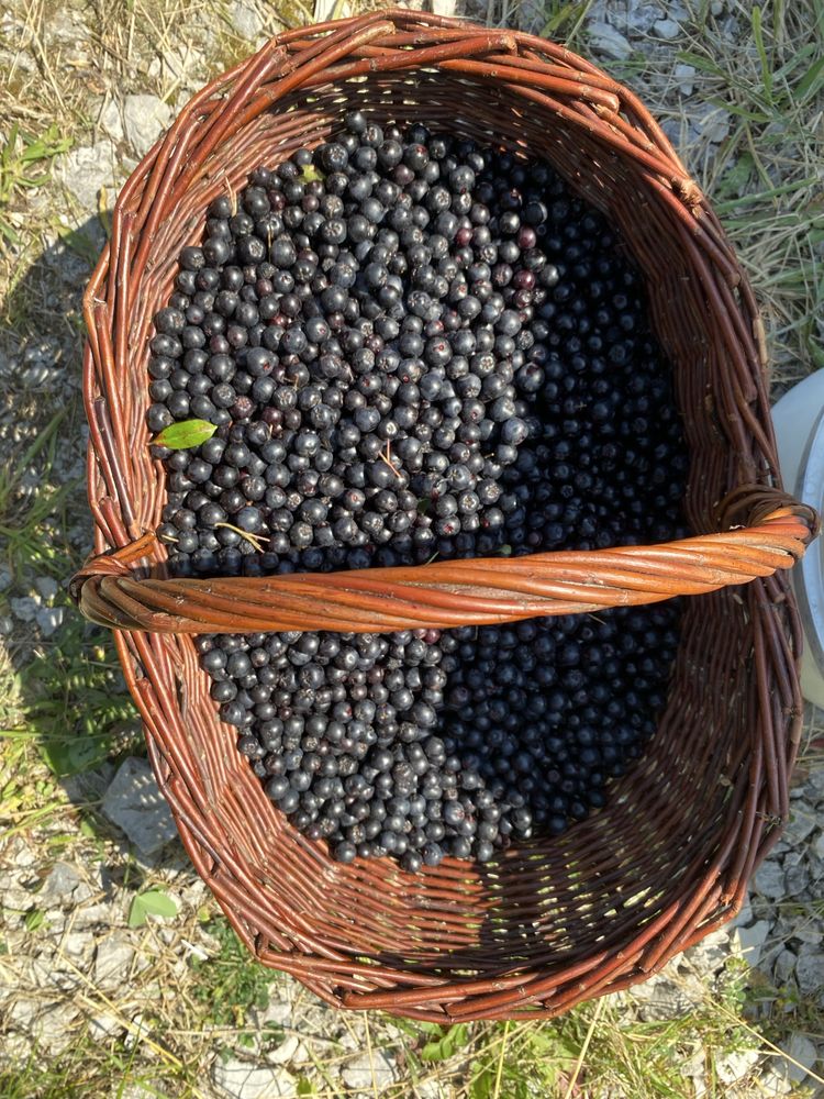 Aronia owoc swieży dojrzały
