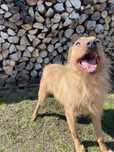 Bruno pies do adopcji
