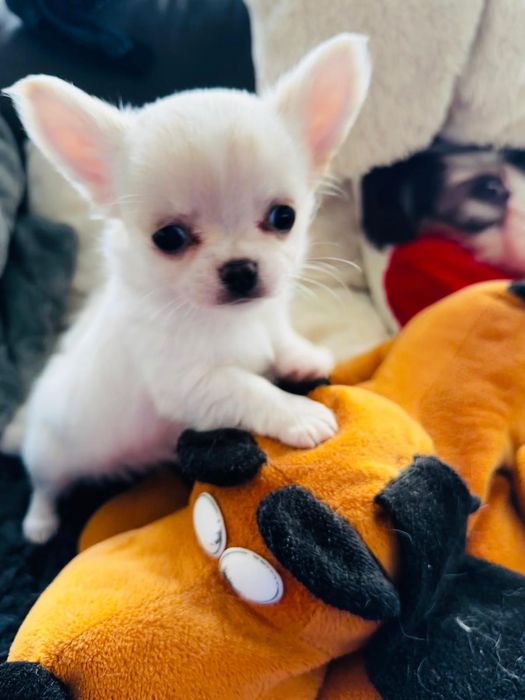 Chihuahua, cudny ZKwP