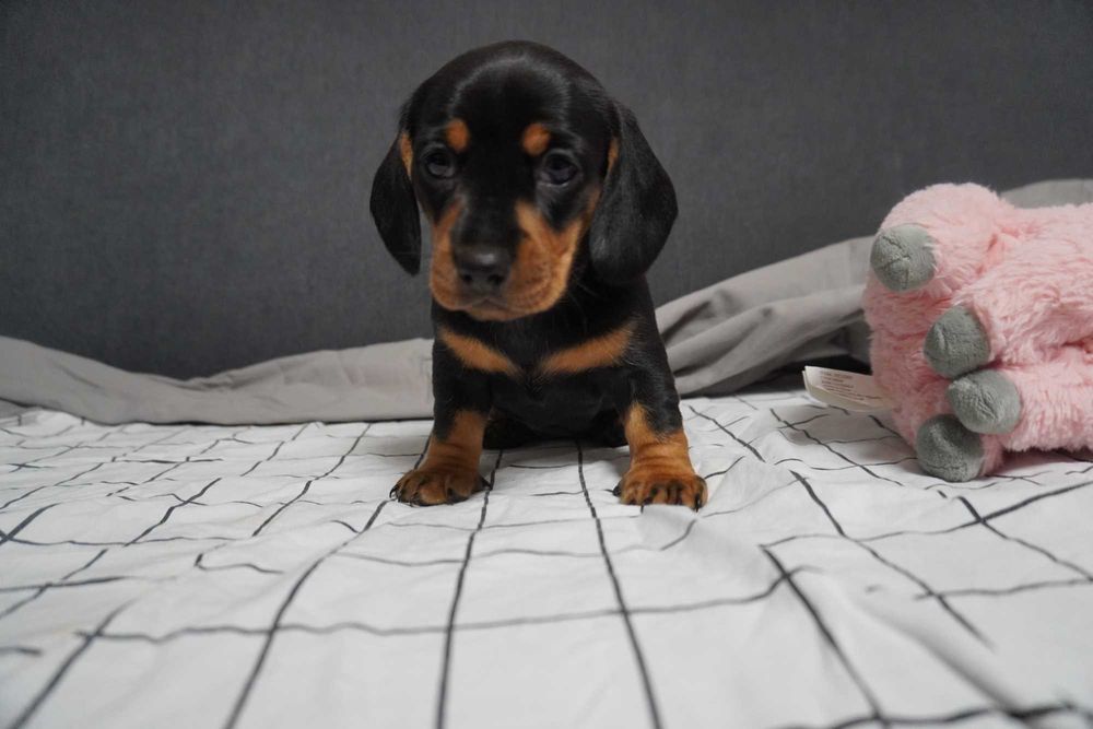 Jamnik suczka szczeniak