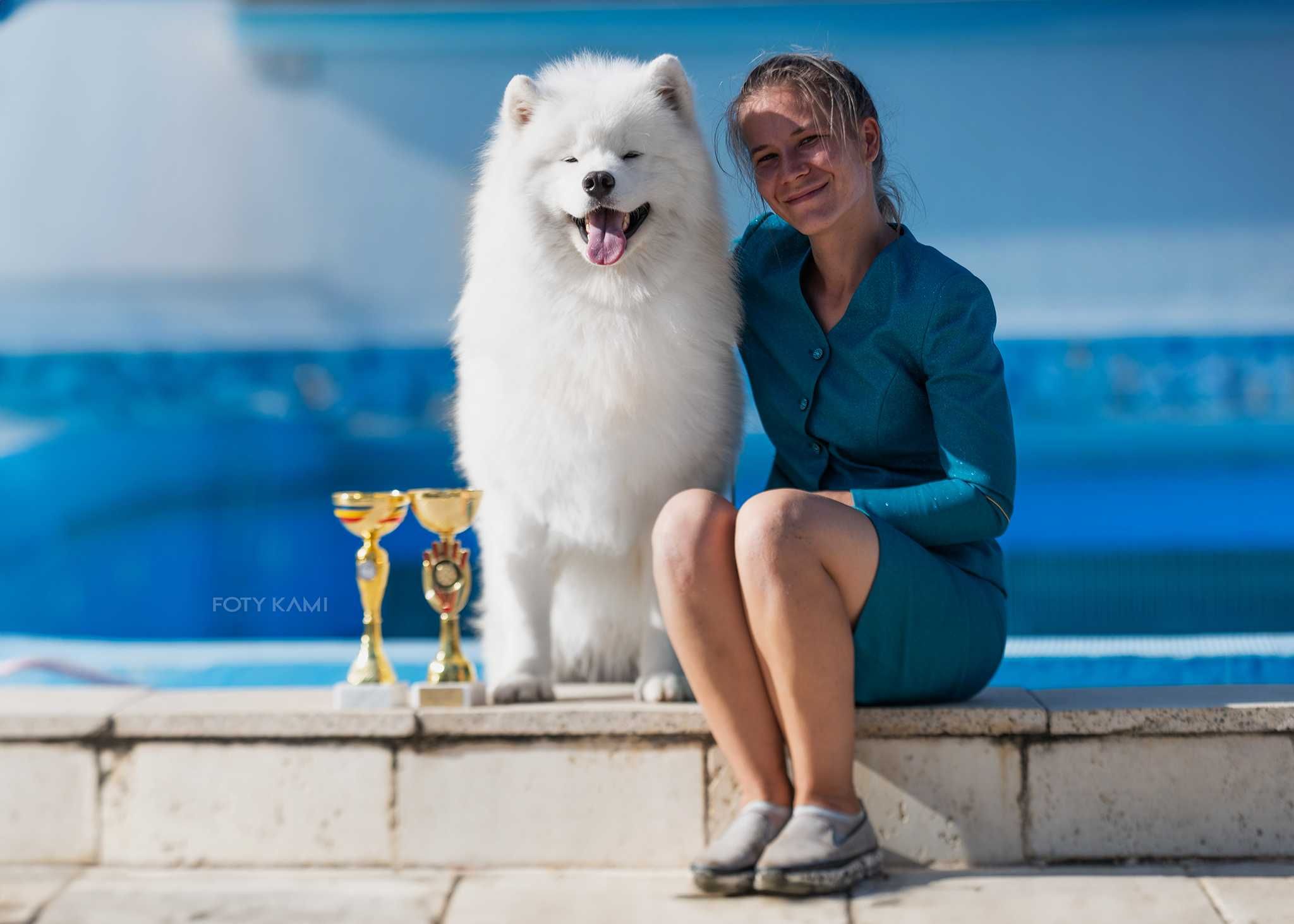 Samoyed FCI ZKwP szczenię ostatni szczeniak pies chłopiec szczeniaczek