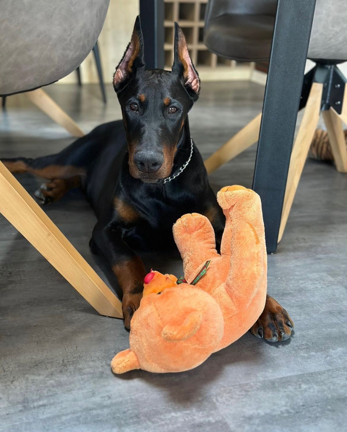 Doberman szczeniak do rezerwacji