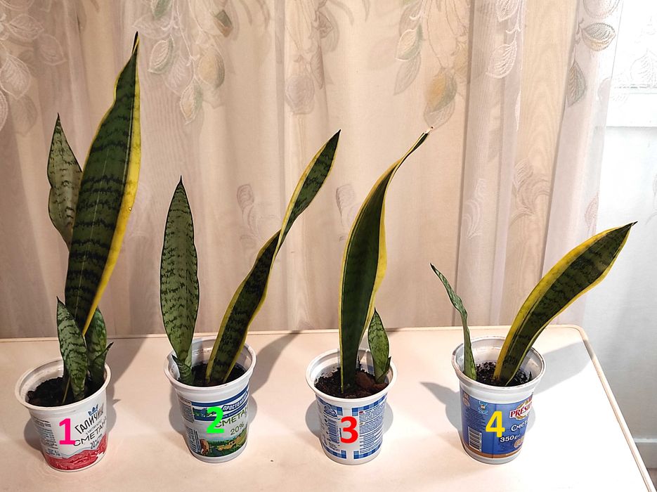 Сансевієрія Laurentii (Лауренті) -кімнатна рослина,вазон