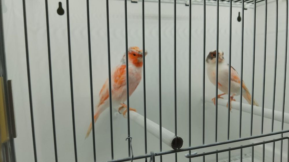 Kanarek kanarki arlekiny portugalskie 2024