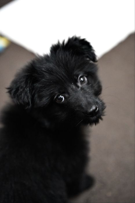 Цуценя дівчинка в добрі руки