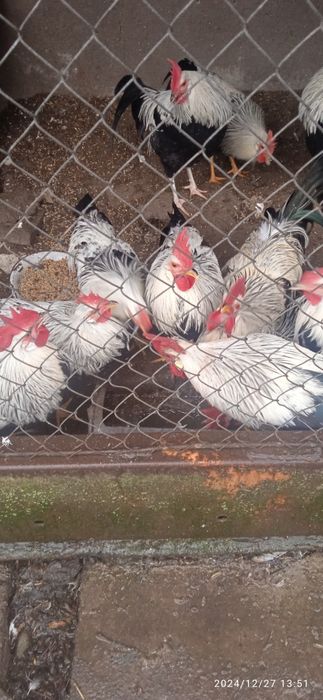 Італійський легорн срібний.Півень.