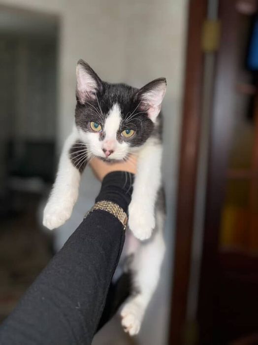 Кошенята шукають дім