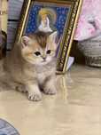 Шотландські кошенята
