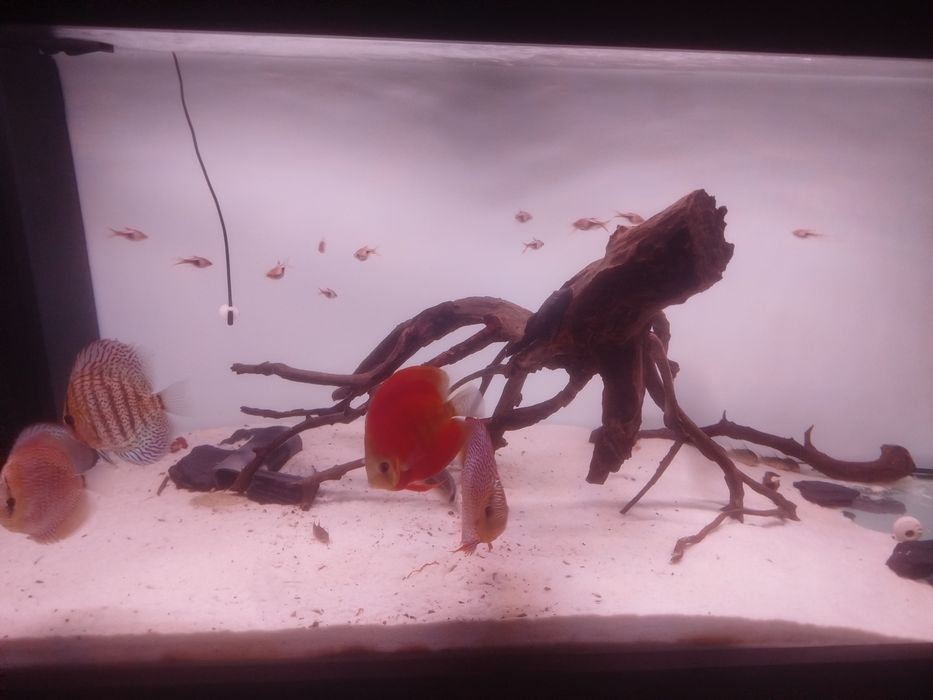 Aquário com sump