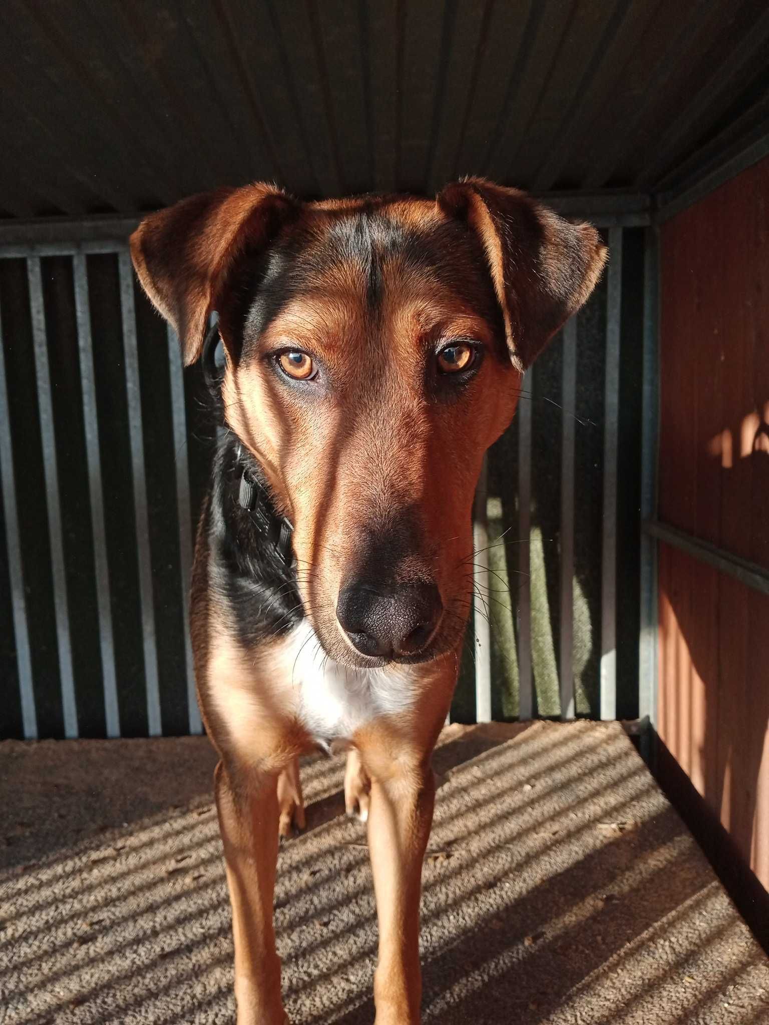 Tacos poleca się do adopcji.