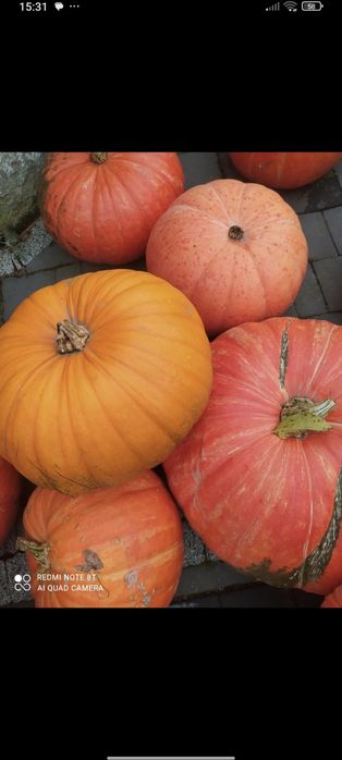 Dynia jadalna ozdobna halowennd