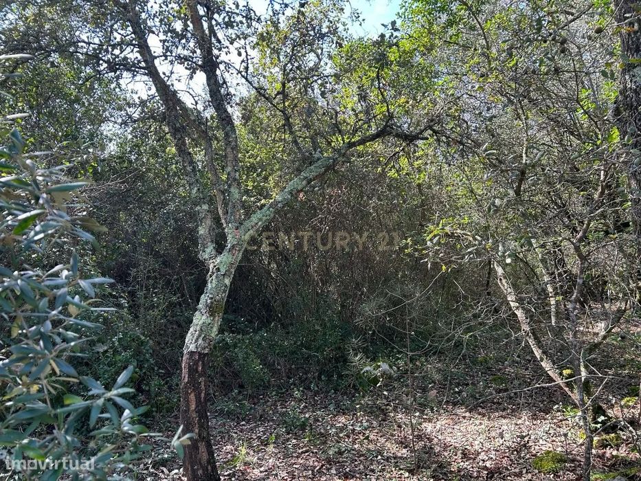 Terreno Rústico Alcaria