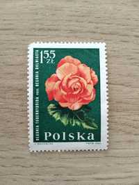 Znaczek Begonia bulwiasta Polska 1964 1,55zł