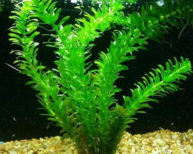 Rośliny do akwarium - Egeria Densa łatwa