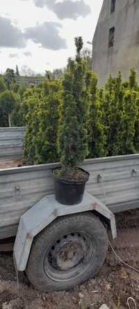 Taxus fastigiata aurenana,cis