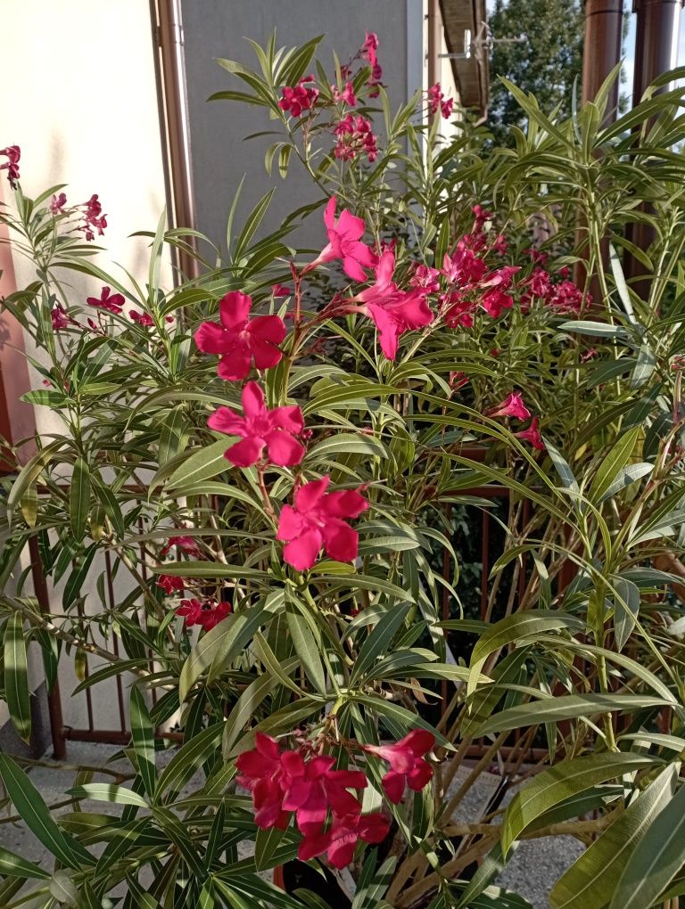 Piękny oleander w kolorze fuksji!