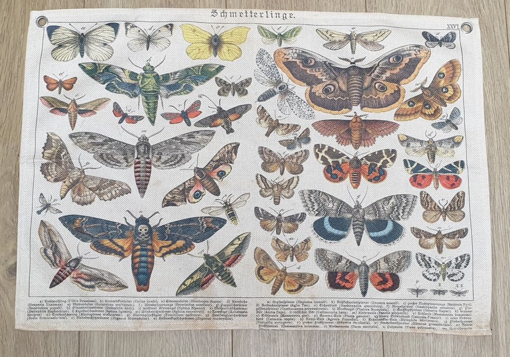 Vintage gobelin motyle, Retro makatka, Tablica entomologiczna, Montess