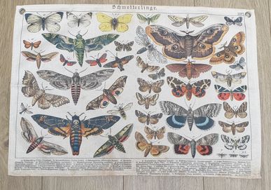Vintage gobelin motyle, Retro makatka, Tablica entomologiczna, Montess