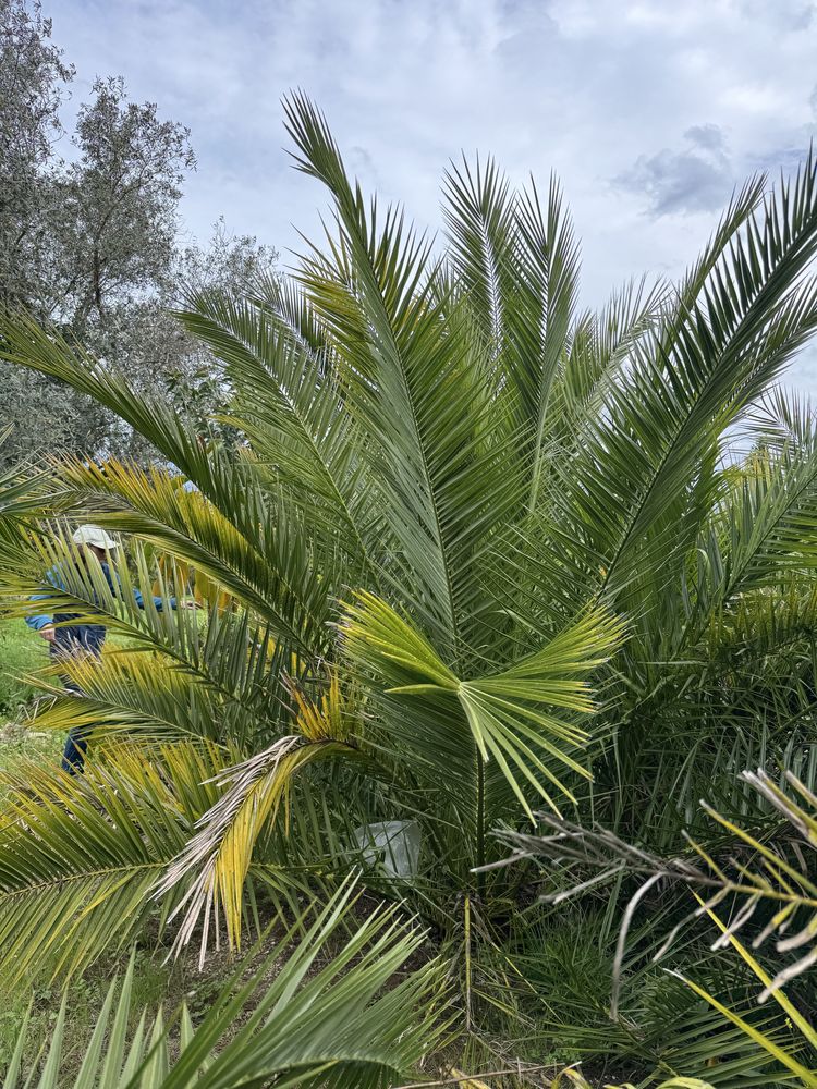 Palmeira Diversos Tamamhos