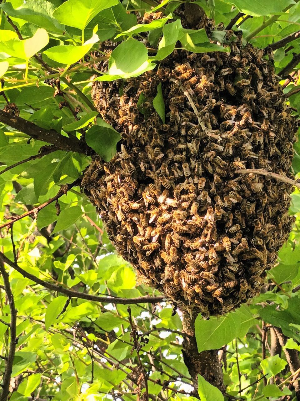 Сниму рой с пчёлами