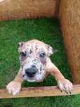 Amstaff suczka merle kremowa
