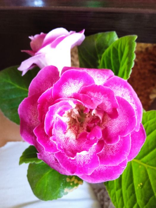 Глоксинии,Глоксинії.