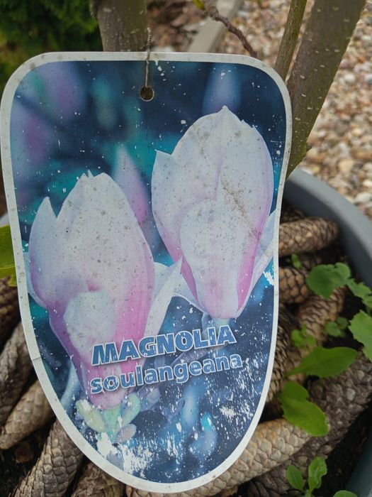 Magnolia soulangeana w donicy