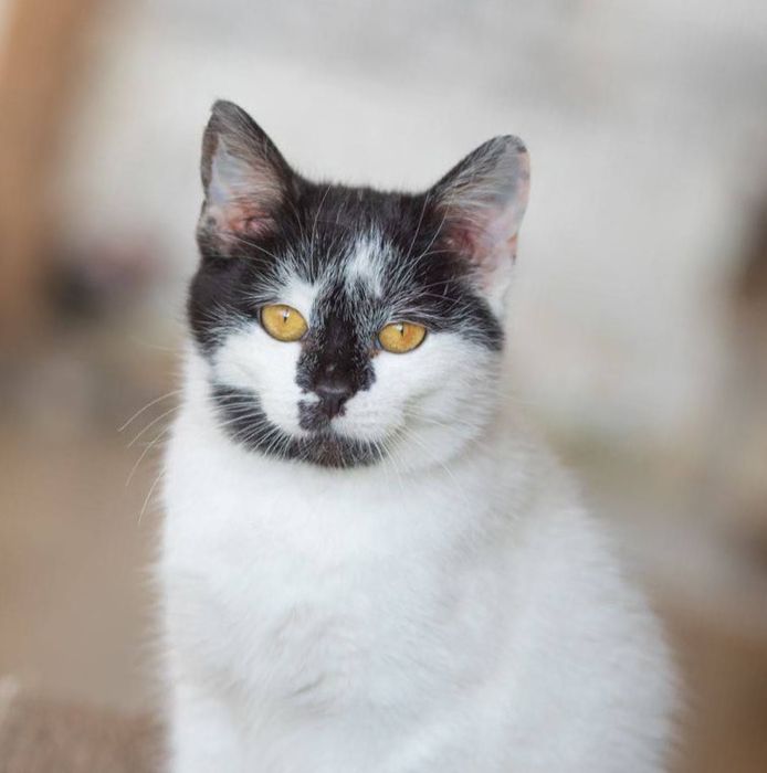 Анчоус, мальчик котенок кот, 2 года