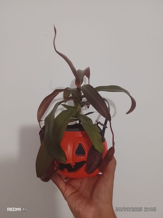 Plantas carnívoras