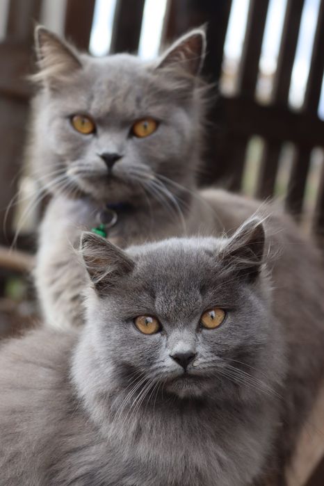 Котик і кішечка сіренькі