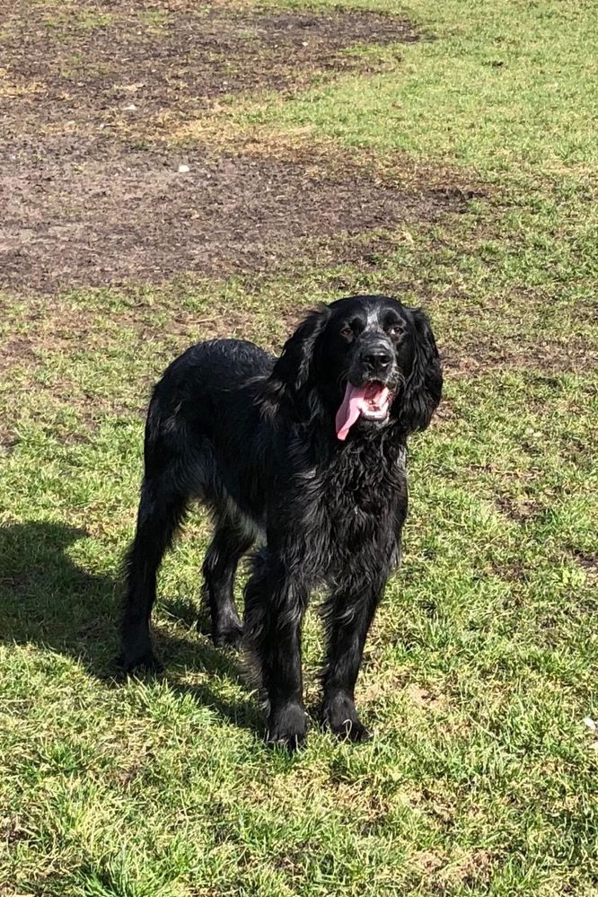 Niebieski spaniel pikardyjski (reproduktor) wyżeł ,płochacz