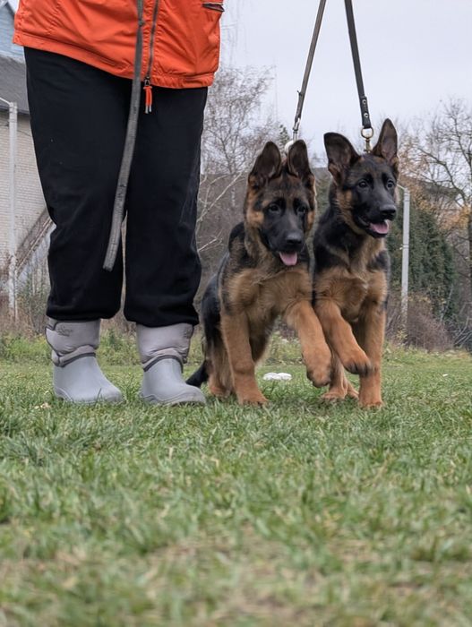 німецька вівчарка