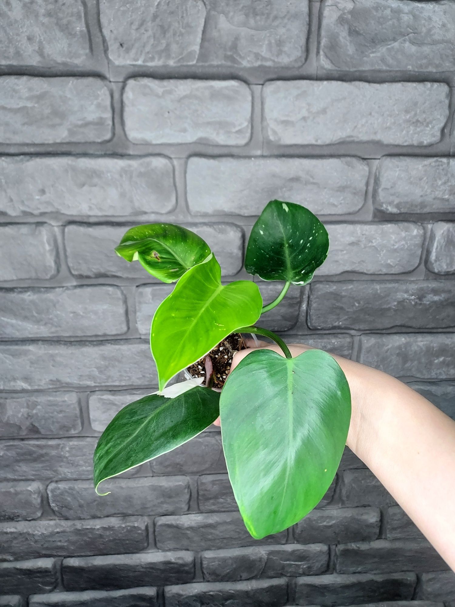 Philodendron White Princess