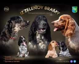 Мисливський російський спаніель