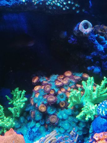 Zoanthus zielone fluo koralowce akwarium morskie Czernica