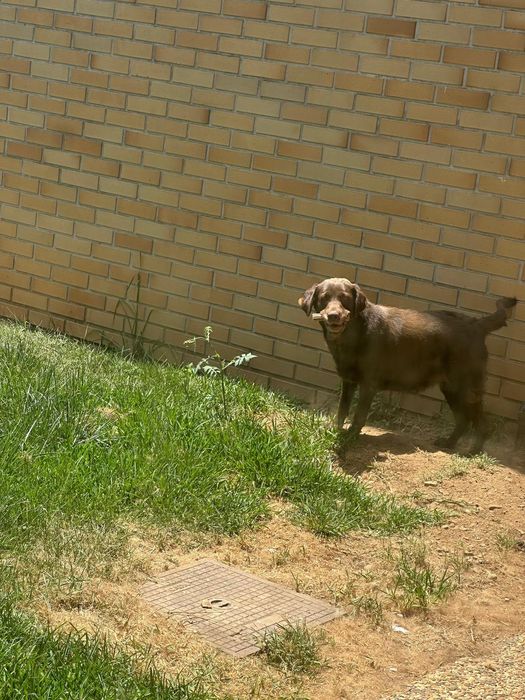 Labrador Castanho para adopção